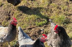 Landhaus Himmelsbach 22 - Foto 44