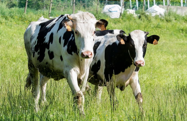 La Cartiera dei Benandanti - Foto 60
