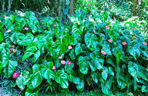 Loft Aconchegante em Meio à Natureza - Foto 49