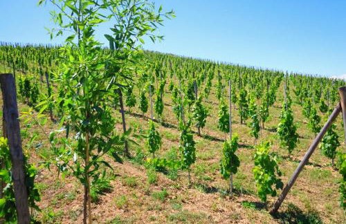 Terra di Ea - Foto 69