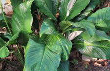 Casa Privativa em Arraial d'Ajuda - 1 Quarto com 2 camas, Cozinha e Banheiro - 10 Minutos do Centro - Sem Estacionamento - Foto 23