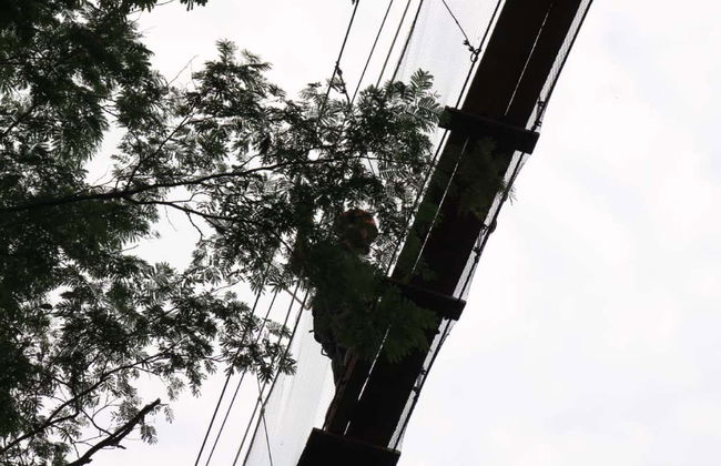 Tour de aventura em Iquitos - Foto 7