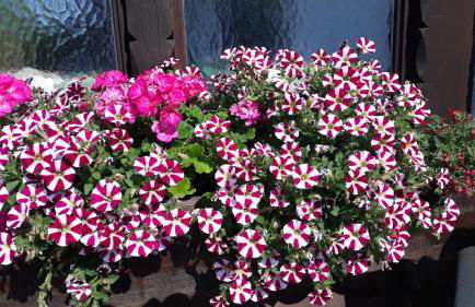 Gästehaus Bergfrieden, Ferienwohnung Andrea - Foto 16