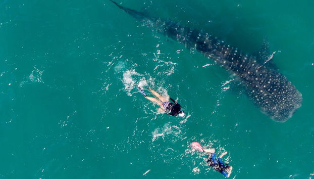 Nage avec des requins-baleines