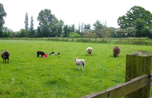 The Old Cowstall - Foto 21