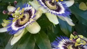 Gästehaus Brunhilde - Foto 3