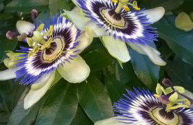 Gästehaus Brunhilde - Foto 3