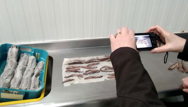 Visita a una fábrica conservera + Marismas de Santoña - Foto 4