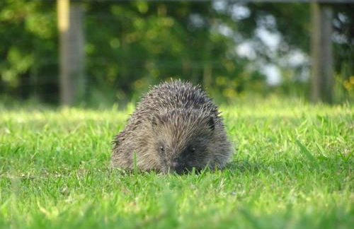 Garden House at The Red House Estate - Foto 39