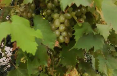 Domaine des Ortinieres - Foto 14