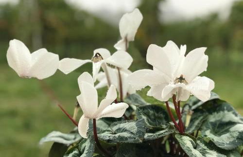 La Grotta - Photo 20