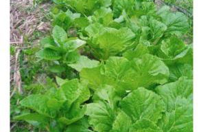 Sítio vilarejo Nascimento - Foto 61