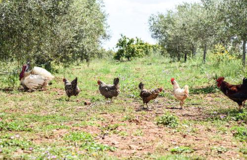 Masseria Sacramento - Foto 73