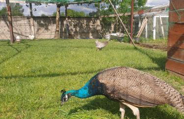 Agroturystyka Grafit - Foto 19