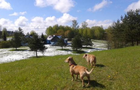 Pod tulipanem nad jeziorem - Foto 41