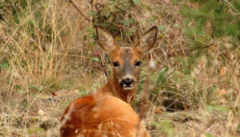 Nightingale Lodge - Adults Only - Foto 3