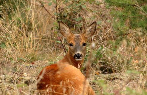 Nightingale Lodge - Adults Only - Foto 3