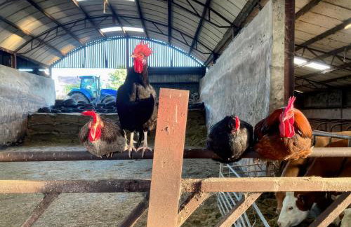 Betty's Farm Cottage - Foto 75