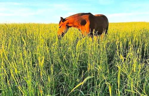 Cozy and Authentic Tipi Rental on Working Horse Ranch near Denver, Colorado - Foto 18
