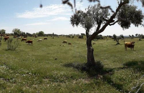 Casa do Lagar de Medelim - Foto 41