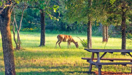 2br Texas Countryside Home w Hot Tub - Foto 4