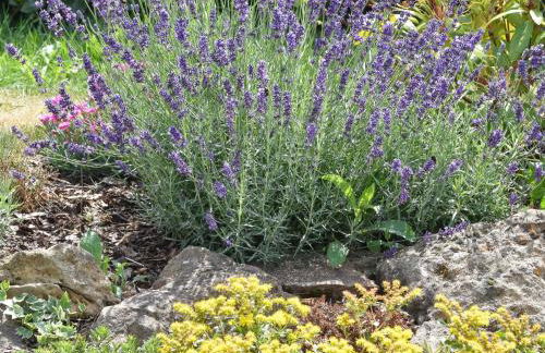 Holiday Home in Forest with Terrace & BBQ - Foto 45