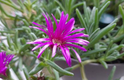 Apartment Pinia with free parking - Photo 29