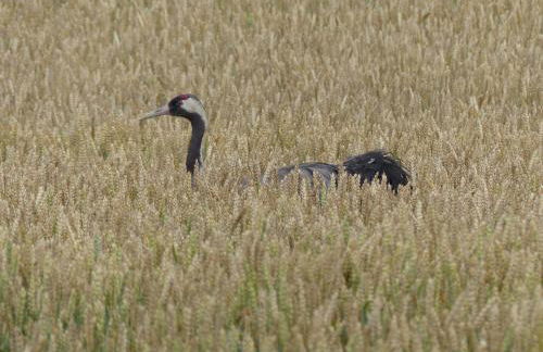 Parkland-Haus Dalwitz - Foto 20