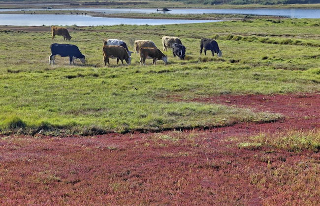 Sailmaker's Cottage - Foto 27