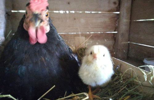 Casa nella Natura Il Risveglio degli Elfi - Foto 14