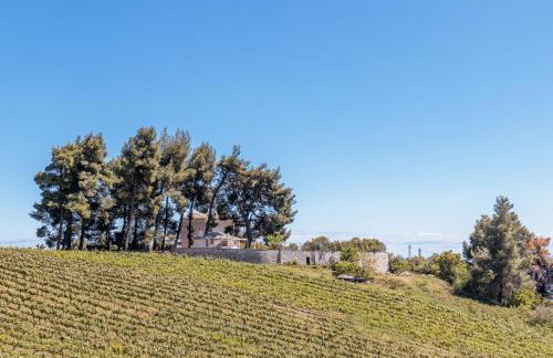 Villa Siraino - Ktima Skopelos - Foto 55