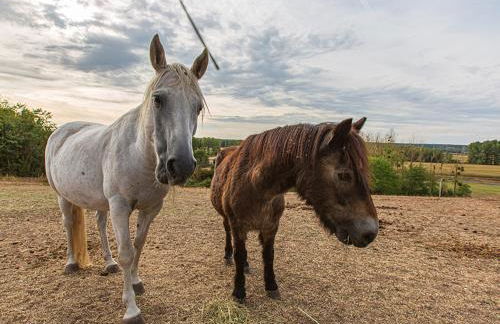 Gîte 4 chambres avec piscine couverte et jardin proche des châteaux de la Loire - FR-1-491-370 - Foto 21