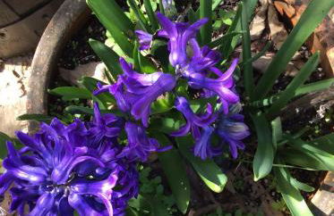 Cottage Vivenda Festina Lente - Foto 55