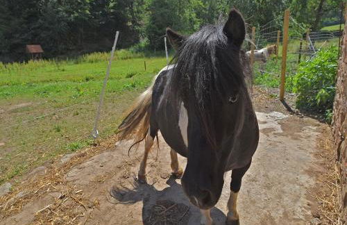 Holiday Farm Situated Next to the Kellerwald-edersee National Park With a Sunbathing Lawn - Foto 58