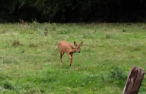 Gite de la Pierre Bleue, Authentique Maison à la campagne - Foto 36