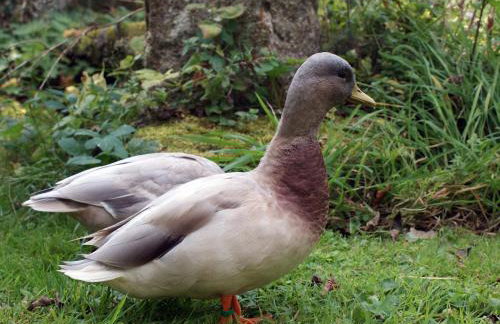 Townend Barn - Foto 12