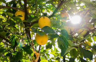 Agriturismo La Limonaia - Foto 125