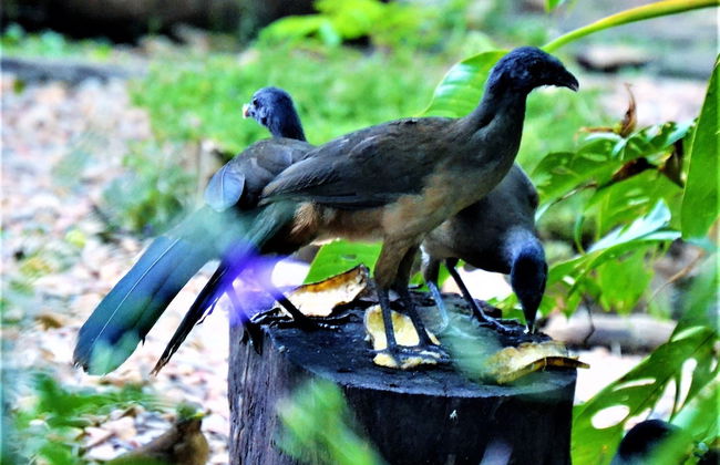 Treetop 'jungle Like' Escape in San Ignacio Your Belize Oasis Awaits! - Foto 12