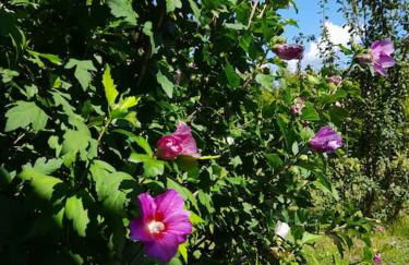 Schiebers Fewo2 mit 6 Betten - Foto 27