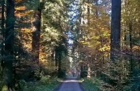 Forest Inn, retreat in nature - Foto 16