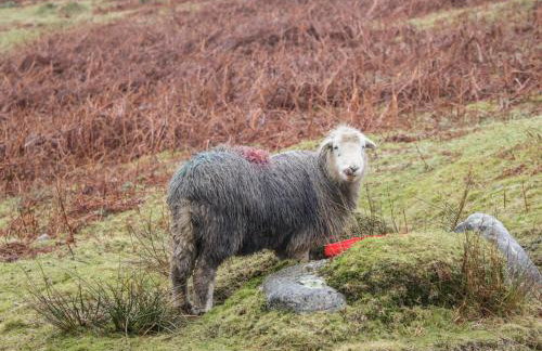 Ramblers' Rest Lodge - Photo 51