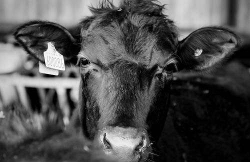The Farm at Avebury - Foto 48