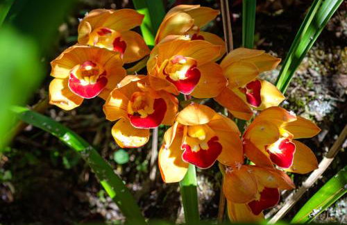 Chalé Flores e Amores - Photo 62