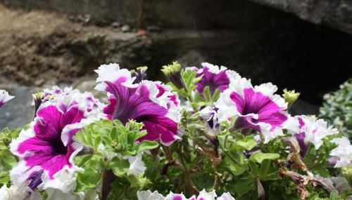 La Calla Rossa - Foto 3, Other