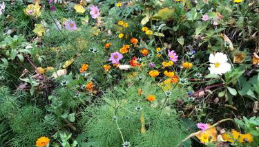 Strandgut und Feuerstein - Foto 3