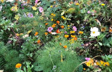 Strandgut und Feuerstein - Foto 3