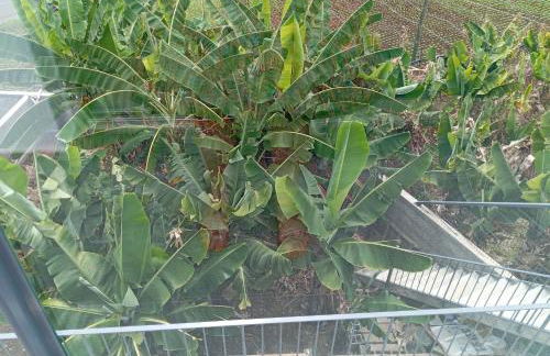 Holiday House Caetano - Foto 48