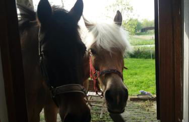 Piratennest - Foto 10