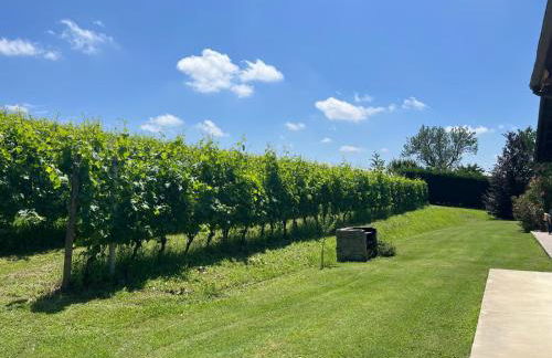 Vigne dei Mastri - Foto 5