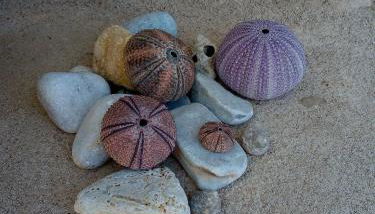 Amphitrite's House - Foto 5